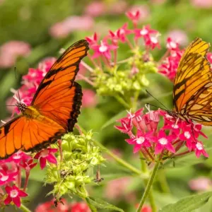 Central America, Costa Rica, Monteverde Cloud Forest Biological Reserve. Butterflies on flower