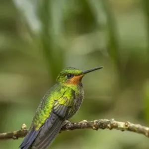 Central America, Costa Rica, Monteverde Cloud Forest Biological Reserve. Hummingbird on limb