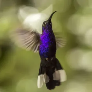 Central America, Costa Rica, Monteverde Cloud Forest Biological Reserve. Violet sabrewing in flight