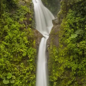 Central America, Costa Rica, Monteverde Cloud Forest Biological Reserve. La Paz Waterfall scenic