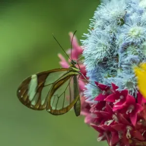 Central America, Costa Rica, Monteverde Cloud Forest Biological Reserve
