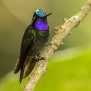 Central America, Costa Rica, Monteverde Cloud Forest Biological Reserve