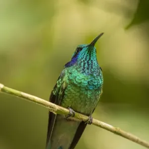 Central America, Costa Rica, Monteverde Cloud Forest Biological Reserve