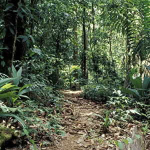 Central America, Costa Rica, Osa Peninsula, Corcovado National Park Trail through