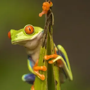 Central America, Costa Rica. Red-eyed tree frog close-up