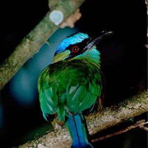 Central America - Costa Rica - San Vito - Wilson Botanical Gardens - Blue-crowned