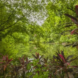 Central America, Costa Rica, Sarapiqui River Valley. Rain forest and pond scenic