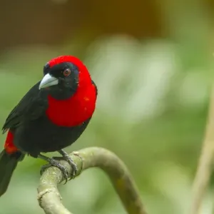 Central America Print - Costa Rica Landscape with Crimson-collared Tanager