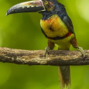 Central America, Costa Rica, Sarapiqui River Valley. Collared aricari bird on limb