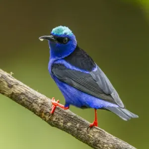 Central America, Costa Rica, Sarapiqui River Valley. Red-legged honeycreeper bird on limb