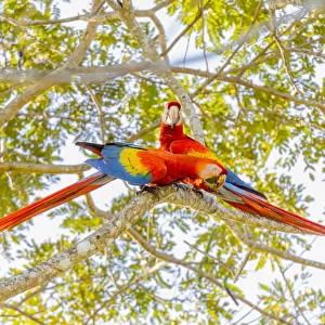 Central America, Costa Rica. Scarlet macaw pair in tree