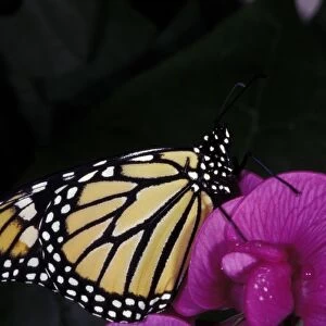 Central America, Mexico. Monarch Butterfly (Danaus plexippus)