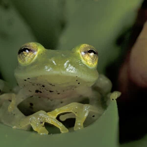 Central America, Panama, Barro Colorado Island Glass frog (Centrolenella colymbiphyllum)