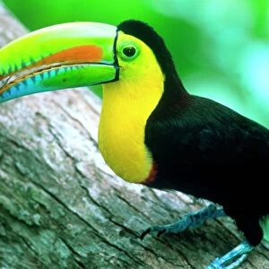 CENTRAL AMERICA, Panama, Borro Colorado Island Keel billed toucan (Ramphastos sulfurtus)