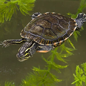 Central Pennsylvania, Midland Painted Turtle, Chrysemys picta marginata, controlled