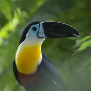 Channel-billed Toucan Print, Zoo Georgetown, Guyana
