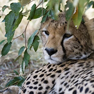 Cheetah (Acinonyx Jubatus), Masai Mara, Kenya