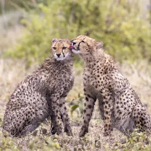 Cheetah cubs bonding. Serengeti National Park. Tanzania. Africa