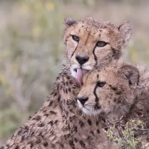 Cheetah cubs bonding, while waiting the call for dinner. Serengeti. Tanzania. Africa