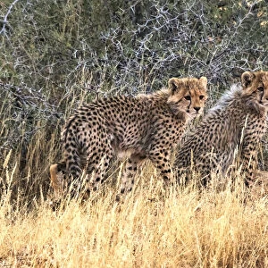 Cheetah cubs, Kgalagadi Transfrontier Park, South Africa
