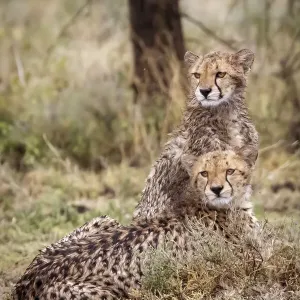 Cheetah cubs. Serengeti National Park. Tanzania. Africa