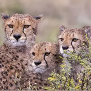 Cheetah cubs trying to hide behind bush. but too curious to stay in hiding. Serengeti
