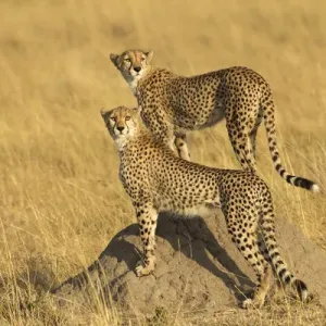 Cheetahs, Masai Mara, Kenya, Africa Cheetahs, Masai Mara, Kenya, Africa