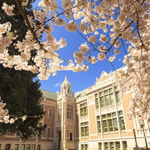 Cherry Blossoms in peak bloom, Spring, University of Washington campus, Seattle, Washington State