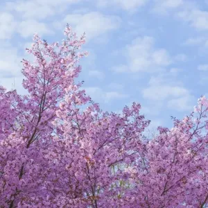 Nature Prints: Flora