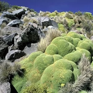 Chile, Altiplano, Lauca National Park. Llareta (Asorella compacta)