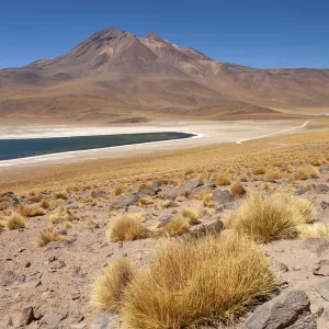 Chile, Antofagasta Region, Miniques, Lake Miscanti. Lake Miscanti is a brackish lake