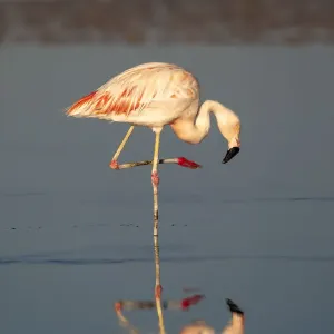 Chile, Atacama Desert, Salar de Atacama, Los Flamencos National Reserve, Chilean flamingo Chile, Atacama Desert, Salar de Atacama, Los Flamencos National Reserve, Chilean flamingo