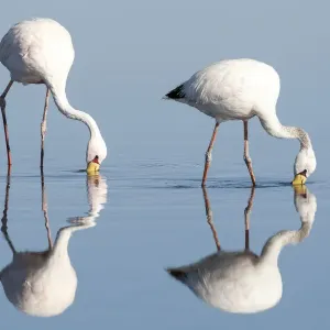 Chile, Salar de Atacama, Los Flamencos National Reserve, James flamingo