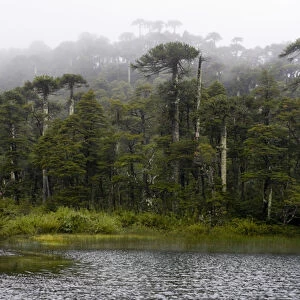Chile. South America. Lago Chico and temperate rainforest on rainy day. Huerquehue National Park