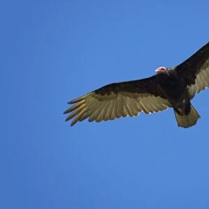 Chimango Caracara (Milvago chimango) in flight, Falkland Islands
