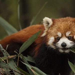 China, Chengdu, Wolong National Natural Reserve. Red or lesser panda eating. Credit as