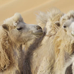 China, Gansu Province, Badanjilin Desert. Close-up of camels in a desert convoy. Credit as
