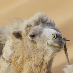 China, Gansu Province, Badanjilin Desert. Close-up of camel in a desert convoy. Credit as