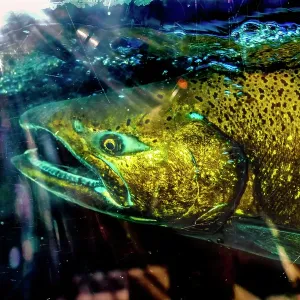 Chinook salmon, Issaquah Hatchery, Washington State, Usa. salmon swim up the Issaquah creek to the Hatchery Chinook salmon, Issaquah Hatchery, Washington State, Usa. salmon swim up the Issaquah creek to the Hatchery