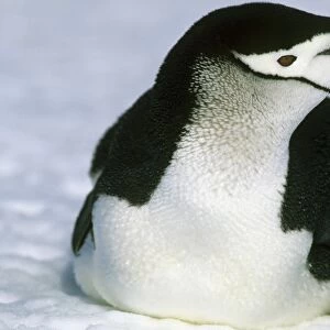 Chinstrap Penguin, (Pygoscelis antarctica), S. Sandwich Island, Antarctica