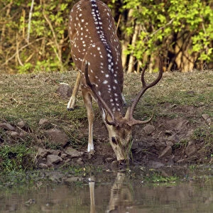 Chital stag drinking at the waterhole, Tadoba Andheri Tiger Reserve (TATR), Maharashtra
