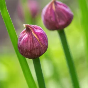 Chive