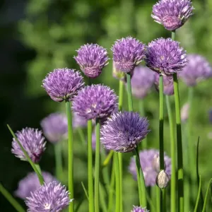 Chives