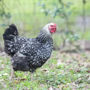 Wyandotte Chicken Print Wyandotte Chicken Print