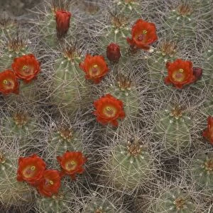 Claret Cup Cactus (Echinocereus triglochidiatus), Joshua Tree National Park, California