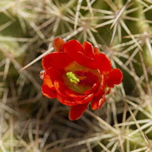 Claret-cup cactus just opening, Echinocereus coccineus, Albuquerque Golden Openspace