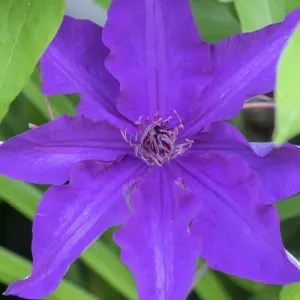 Clematis flower, Reading, Massachusetts, USA