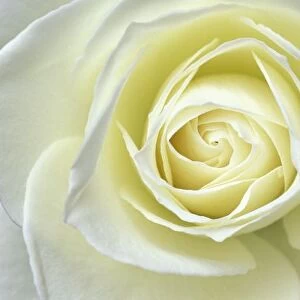Close up details of white rose