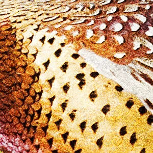 Close up of male pheasant feathers near Moiese Montana digitally enhanced