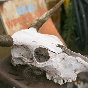 Close up of an old cow skull, Tucumcari, New Mexico, USA. Route 66